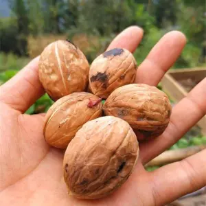 walnut
