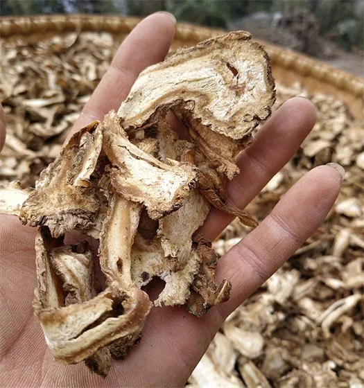 Angelica sinensis
