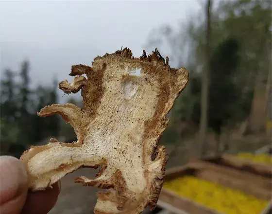 Angelica sinensis