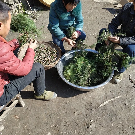 Chinese herbal medicine seed of Platycladi