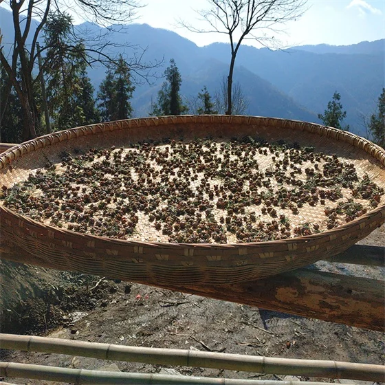A New Product of Platycladi Seed