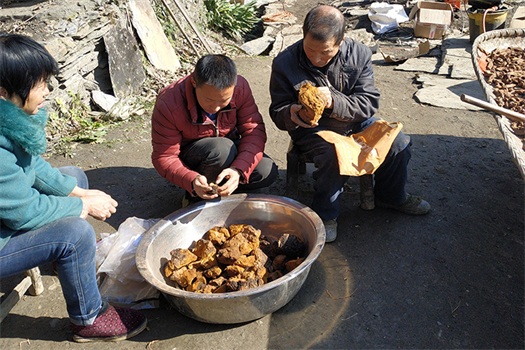 chaga