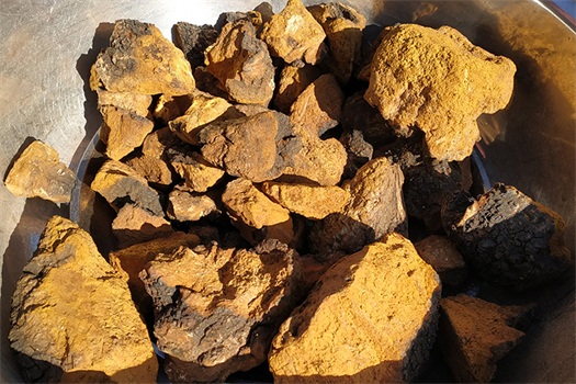 chaga mushroom