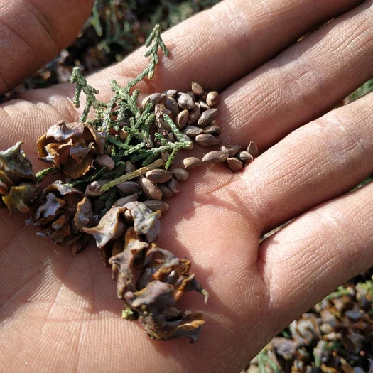 Sulfur-free seed