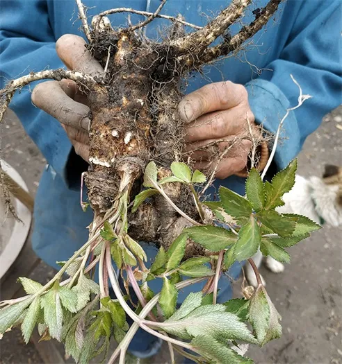 Authentic wild angelica