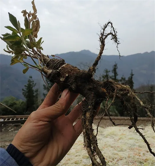Traditional Chinese Medicine Angelica sinensis