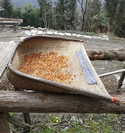 old-tree peach gum