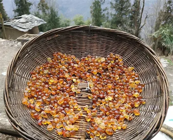 wild peach gum
