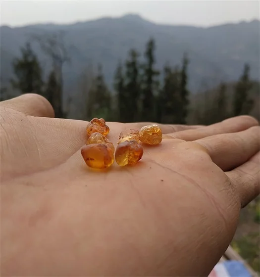 peach gum