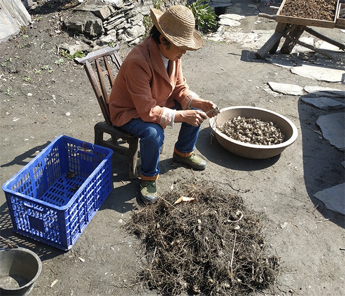 Rhizoma Bletillae