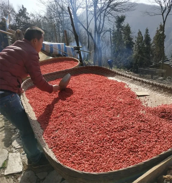 Red wolfberry tea
