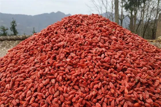 Red wolfberry