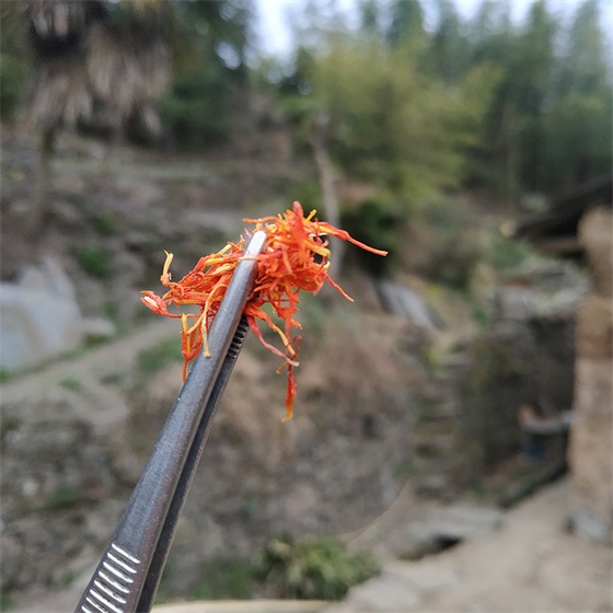 Safflower pictures