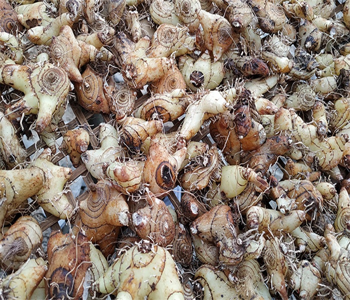 White Rhizoma Bletillae 500g White Rhizoma Bletillae Chinese Herbal Medicine White Rhizoma Bletillae striata Wild White Rhizoma Bletillae