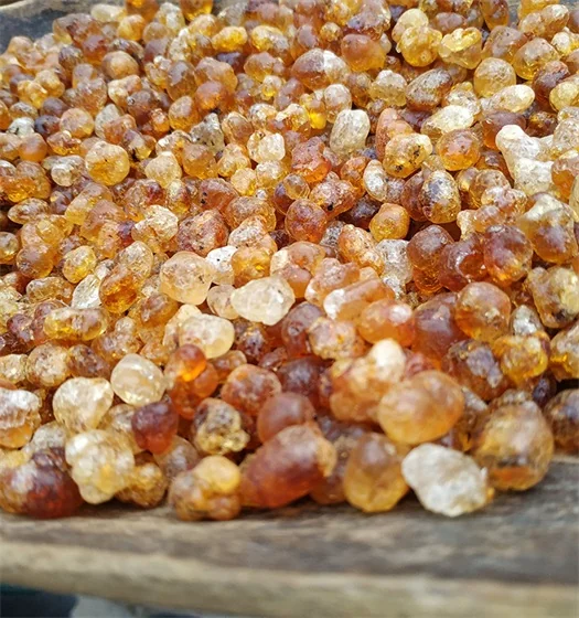 wild peach gum