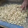 Wild dried lily 500g Chinese medicinal herb dried lily baihe sulfur free lily slices Dried Lily Bulb