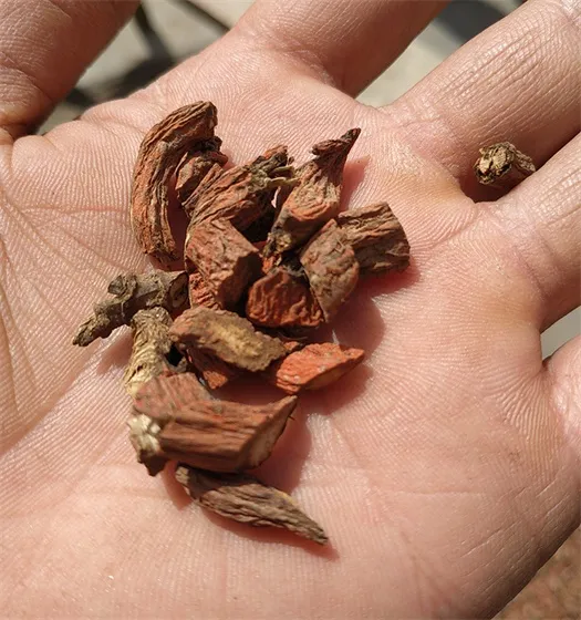 Salvia miltiorrhiza