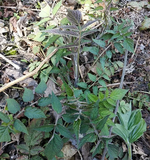 Wild Purple Salvia miltiorrhiza