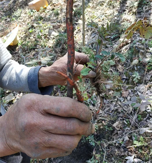radix salviae miltiorrhizae
