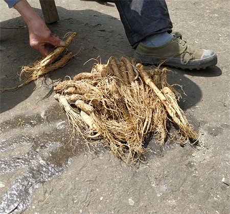 sun-dried ginseng