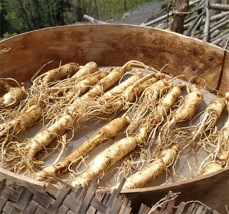 Ginseng Pictures
