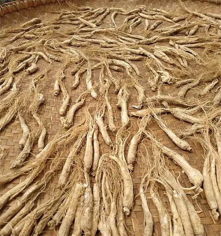 ginseng tablet