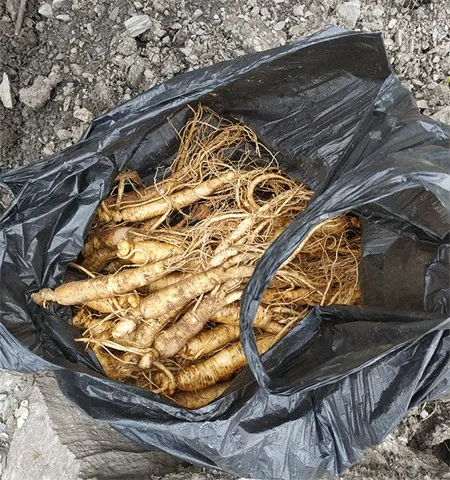 sun-dried ginseng