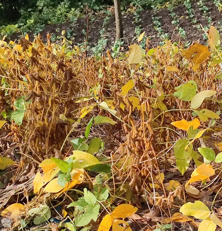 Growing soybeans