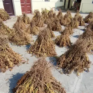 soybean