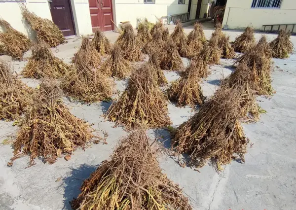soybean