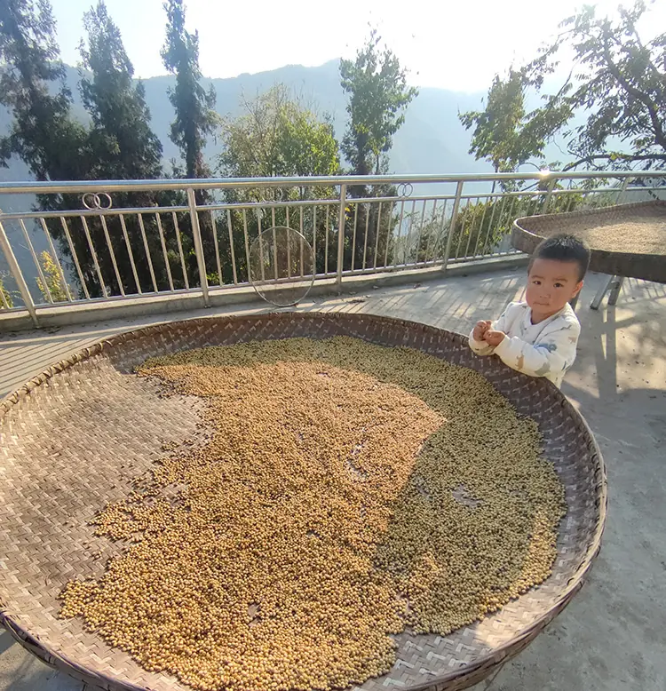 sun-dried soybean