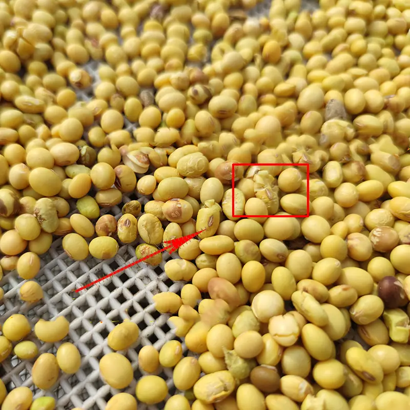 soybean