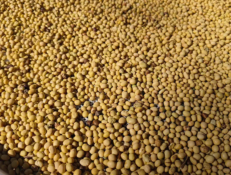 soybean
