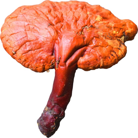 Ganoderma lucidum