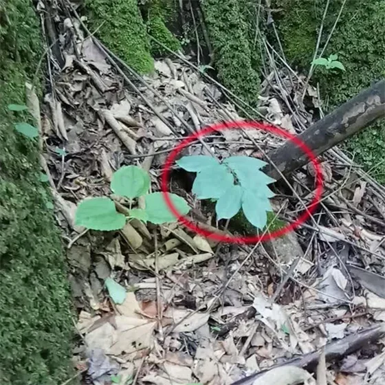 Polygonatum odoratum