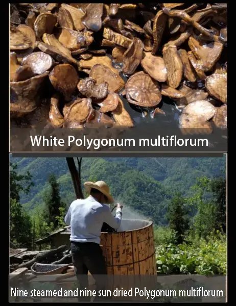 Nine steamed and nine sun dried Polygonum multiflorum