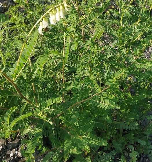Astragalus membranaceus live plant