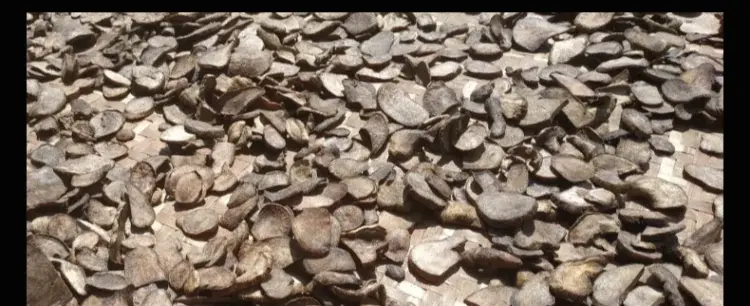 Chinese medicinal material red polygonum multiflorum