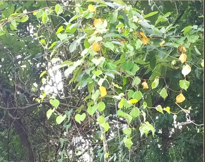 Wild polygonum multiflorum
