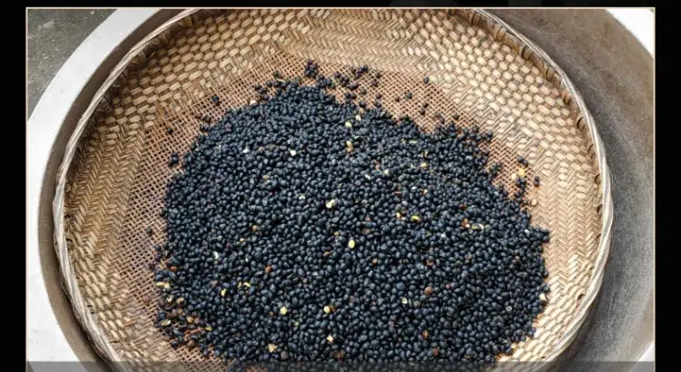 black soya bean