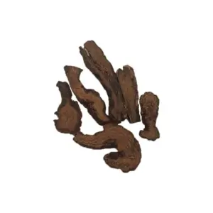 cynomorium songaricum