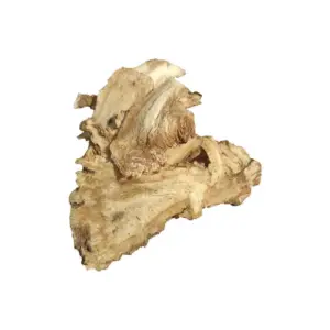 Chinese angelica