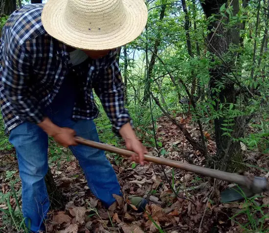 Digging wild Polygonatum sibiricum