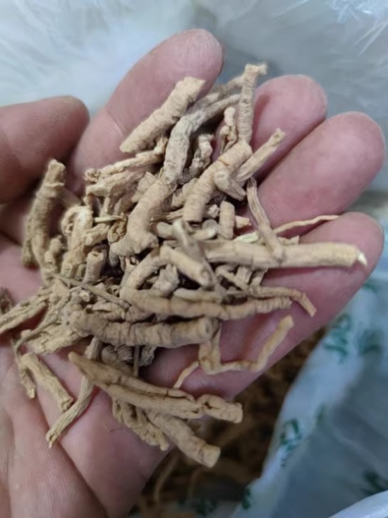 Polygala cored