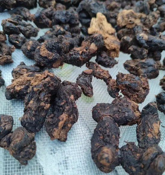 Rhizoma polygonati steamed nine times and dried nine times