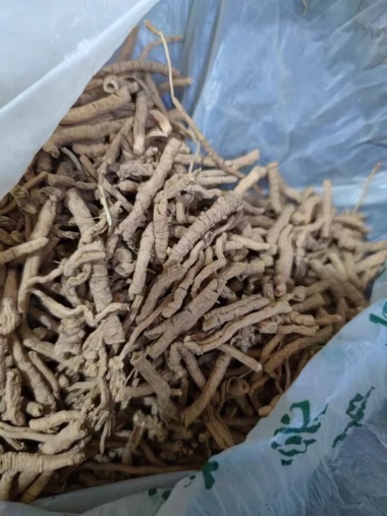 Polygala cored