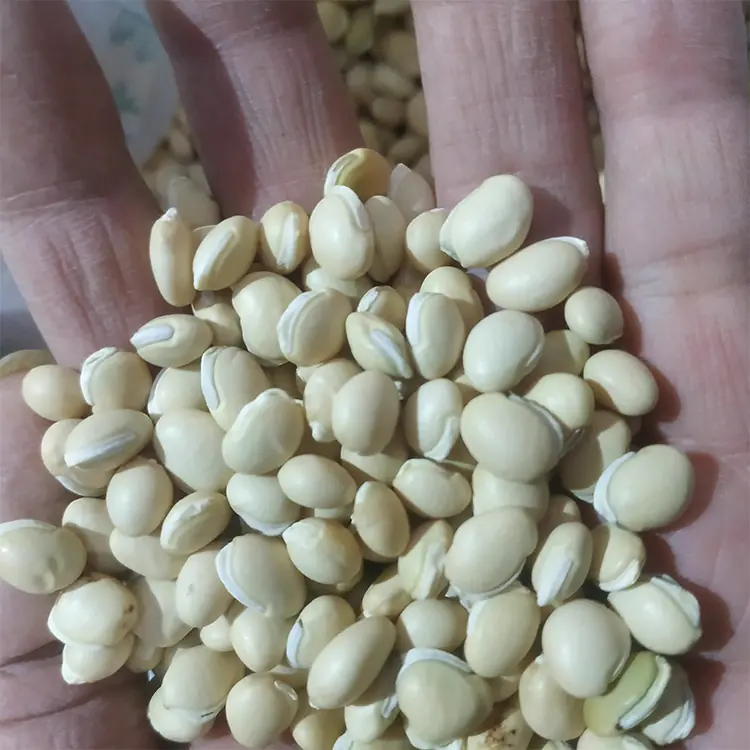 Sulfur-free lentils