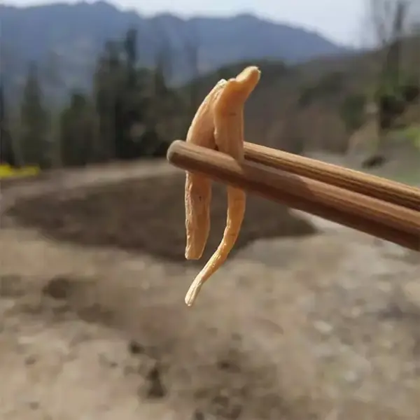 使用场景：太子参500克 中药材太子参 孩儿参 | 山子堂