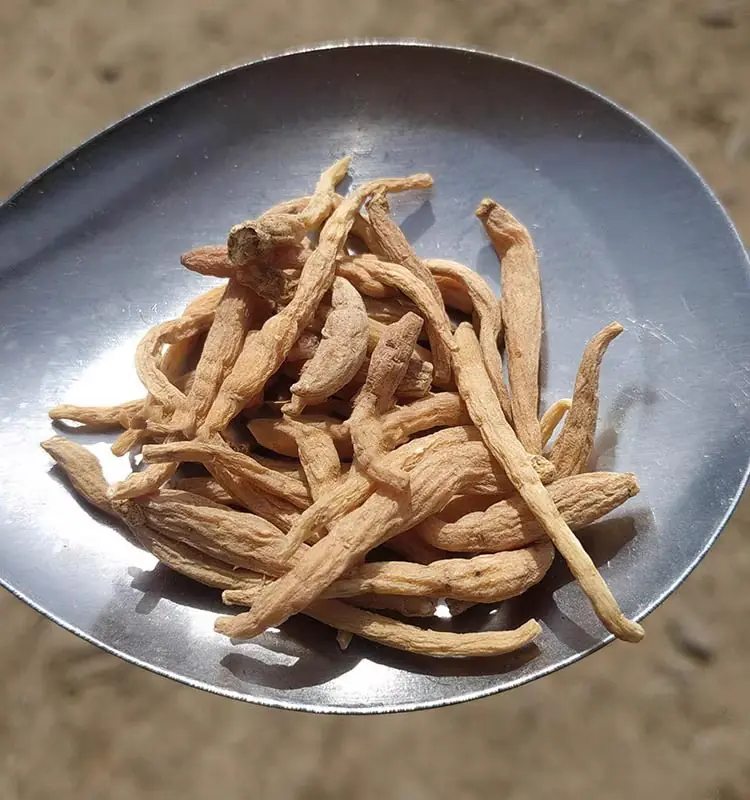Radix Pseudostellariae 500g Traditional Chinese Medicine Radix Pseudostellariae and Radix Pseudostellariae| Shanzitang