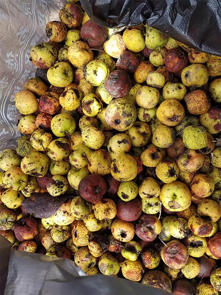 dried hawthorn berry